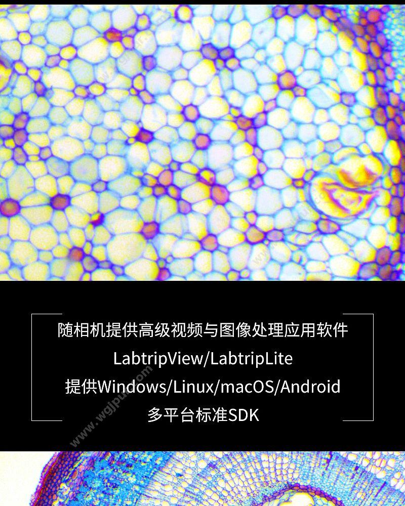 徕谱 Labtrip 成像系统 LPCX500 显微镜成像系统