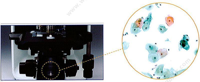 奥林巴斯 OLYMPUS 生物显微镜 Biological Microscope BX43 三目 生物显微镜